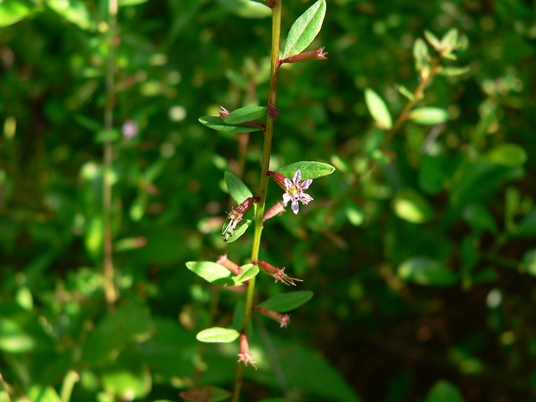 {Lythrum curtissii}